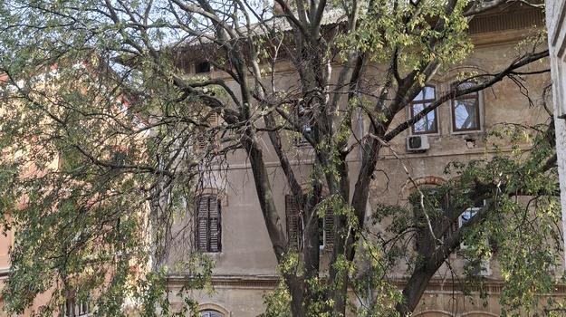 MORNARIČKI TRG OREZIVANJE STABLA