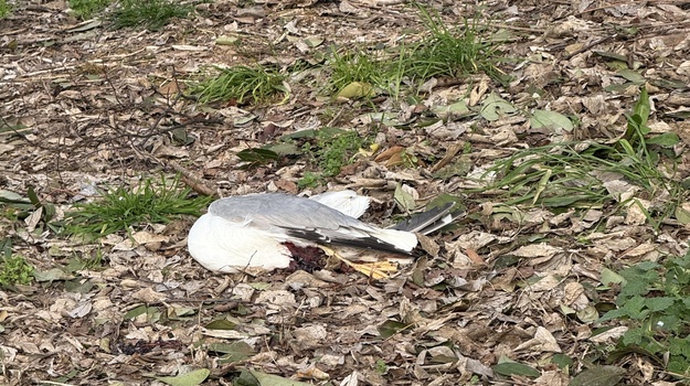 STANKOVIĆEVA UL. UKLANJANJE LEŠINE