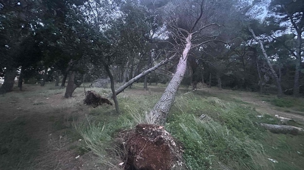 GORTANOVA UL. UKLANJANJE PALIH STABALA