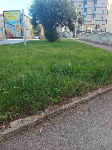 MARULIĆEVA