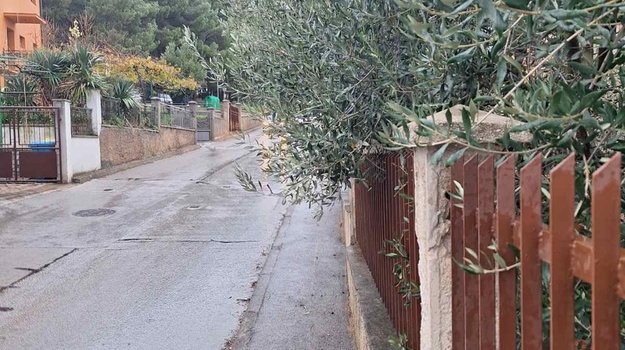 KOLHIĐANSKA UL. OREZIVANJE  STABLA