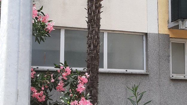 NEGRIJEVA UL. OPASNOST OD PADA STABLA