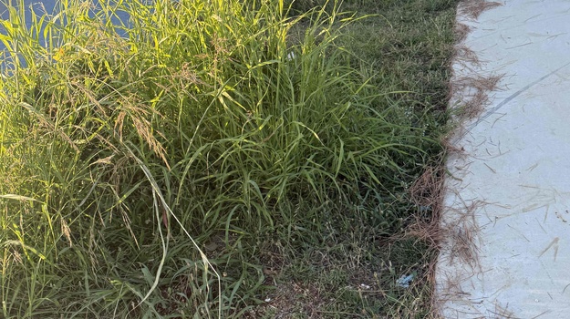 PLAŽA HIDROBAZA HORTIKULTURNO UREĐENJE