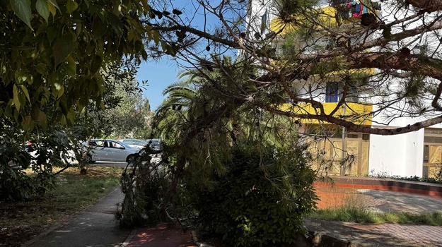 UL. SISPLAC OREZIVANJE STABLA