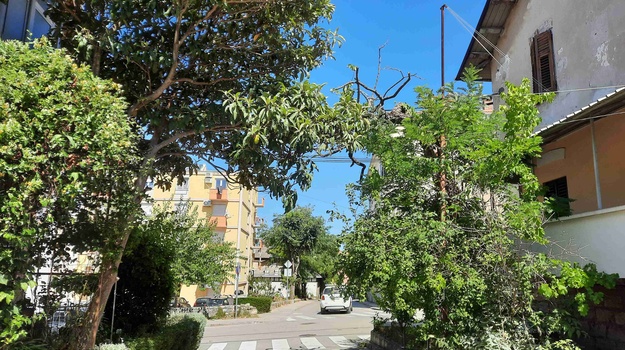 UL. MATIJE GUPCA OREZIVANJE GRANA