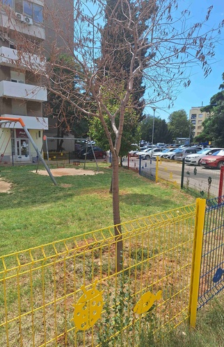 VOLTIĆEVA