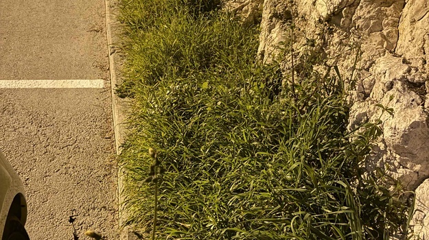 UL. LUNGOMARE KOŠNJA