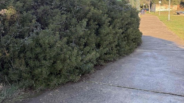 PLAŽA SACCORGIANA OREZIVANJE GRMLJA