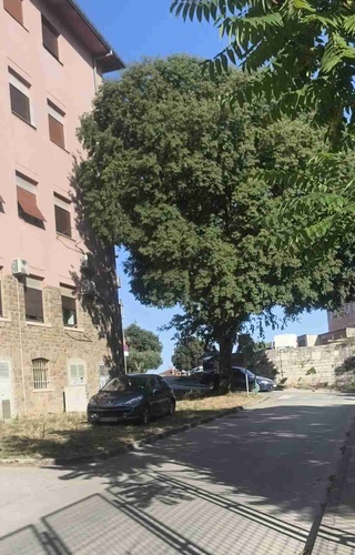 ROVINJSKA