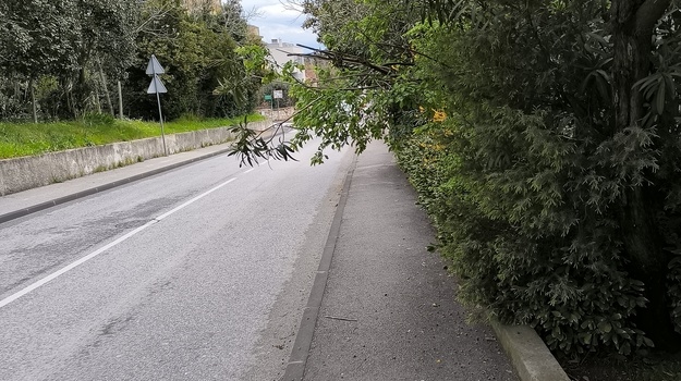 RADIĆEVA UL. OREZIVANJE GRANA