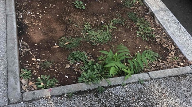 SPLITSKA UL. PRIJEDLOG SADNJE STABALA