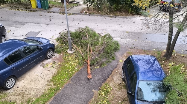 VALVAZOROVA UL. UKLANJANJE PALE GRANE