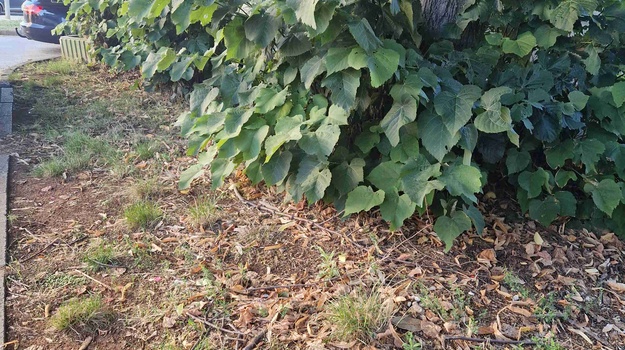 VIŠKA UL. OREZIVANJE STABLA