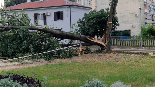 ZORANIĆEVA UL. UKLANJANJE STABLA