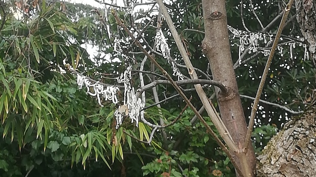 RIZZIJEVA UL. UKLANJANJE INVAZIVNIH VRSTA