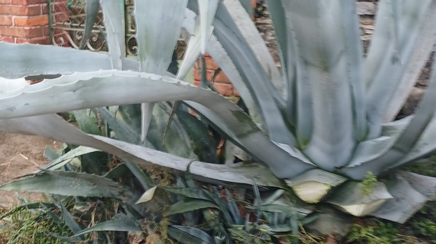 KASTAVSKA UL. OREZIVANJE