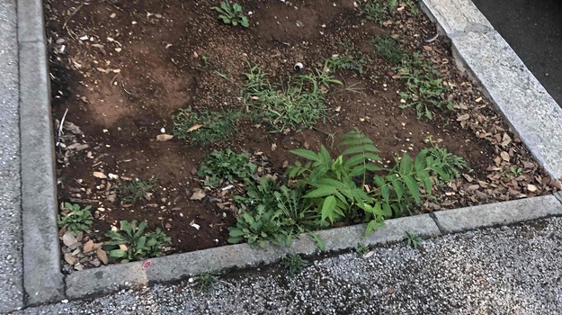 DANTEOV TRG PRIJEDLOG SADNJE STABALA