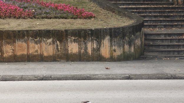 KRANJČEVIĆEVA UL. UKLANJANJE LEŠINE