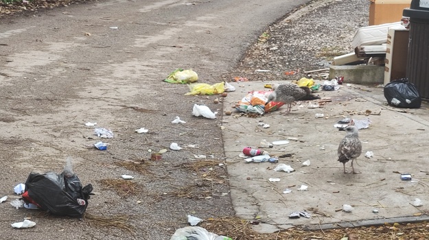 TRINAJSTIĆEVA UL. ILEGALNI OTPAD