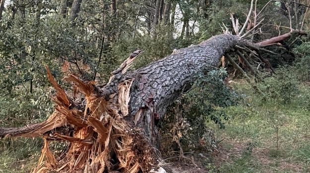 VODOVODNA UL. UKLANJANJE PALOG STABLA