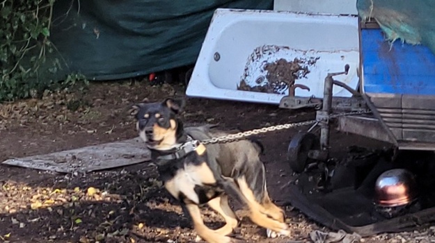 UL. 119. BRIGADE ZANEMARIVANJE ŽIVOTINJA