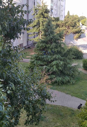 KOPARSKA